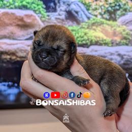 MINAKI - Red female Shiba Inu puppy in Minnesota from BonsaiShibas