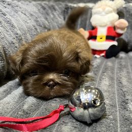 Shih Tzu Puppies from Hilltop Shih Tzus
