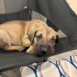 Gucci - Fawn male Great Dane puppy in Aldie, Virginia from High Point Mountain Danes