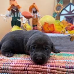 Orange - Chocolate male Labrador Retriever puppy in Heath Springs, South Carolina from Rich Hill Retrievers