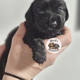 Liberty - Brindle female Dachshund puppy in Hoquiam, Washington from Heyd's Mini Dachshunds