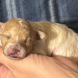 Uno - Parti male Maltipoo puppy in Alexander, Arkansas from Durham's Designer Poos