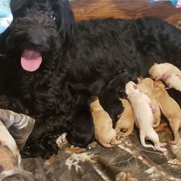 Double Doodle and Goldendoodle Puppies from Badgerland Goldendoodles