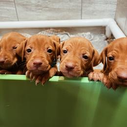 Vizsla Puppies from Big Creek Vizslas