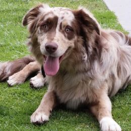 Roux - Australian Shepherd