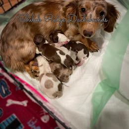 Dachshund Puppies from Shiloh Ridge Dachshunds