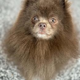 Bear - Lavender male Pomeranian puppy in Willis, Texas from Treasured Jewels Pomeranians