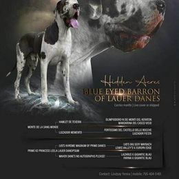 Great Dane puppies from Port Bay Danes