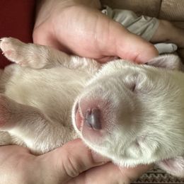 German Shepherd Puppies from Devon Rugerio's German Shepherds