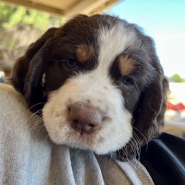 English Springer Spaniels from AZ Springers