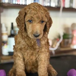 Flurry - Red  female Poodle puppy in Mount Vernon, Illinois from AMC Poodles