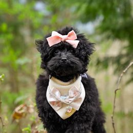 Cavapoo, Cockapoo, and Poodle Puppies from Heavenly Puppies to Love
