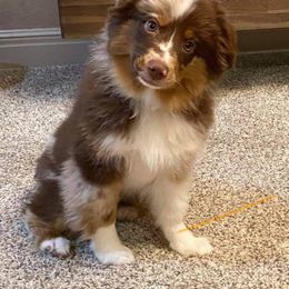 Australian Shepherd, Miniature Australian Shepherd, and Toy Australian Shepherd Puppies from Rumour Has It Aussies