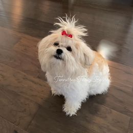 Mia - Shichon