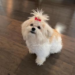 Mia - Shichon
