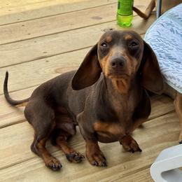 Remi - Dachshund