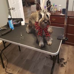 Muffet - Miniature Schnauzer