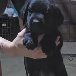 Girl 3 - Black female Labrador Retriever puppy in Andrews, South Carolina from Leyland Cypress Retrievers