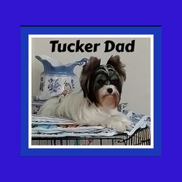 Tucker - Yorkshire Terrier