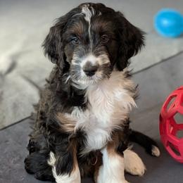 Cosmo - Black tri-color male Aussiedoodle puppy in New Durham, New Hampshire from Ridgeview Aussiedoodles