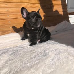 Green collar - Brindle French Bulldog puppy in Berea, Kentucky from Bully Life Farms