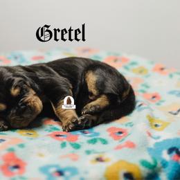 Gretel - Black and tan female Bloodhound puppy in Wamego, Kansas from Flint Hills Hounds