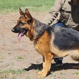 Gitana - German Shepherd