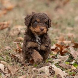 Aussiedoodle Puppies from Amos and Oak Doodles