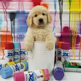 Golden Retriever Puppies from SUN-GOLDEN KENNELS