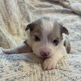 Orion - Red merle female Border Collie puppy in Mckinney, Texas from Border Collies of Ruidoso