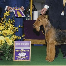 Airedale Terriers from Lynaire Kennels