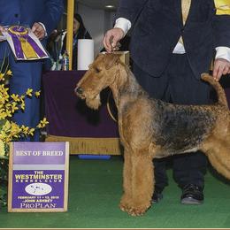 Airedale Terriers from Lynaire Kennels