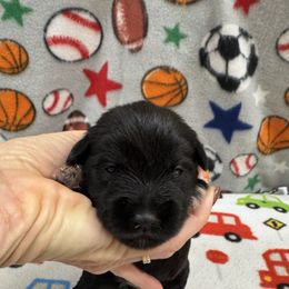 Meg - Black female Miniature Schnauzer puppy in Comanche, Texas from Circle R Sidney