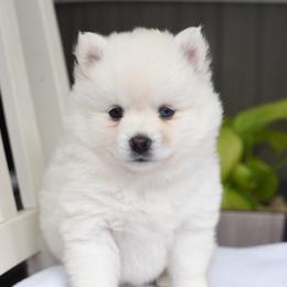 Coco - White female Pomsky puppy in Coos Bay, Oregon from Ocean View Pomskies