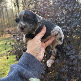 Yorkipoo puppies from Dorans Danes and Doodles