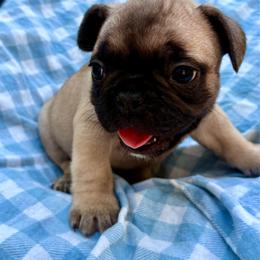 Daniel - Fawn and white male French Bulldog puppy in Greenfield, Missouri from Hope Mountain French Bulldogs