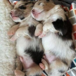 Australian Shepherd Puppies from Libby’s Aussies