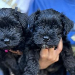 Miniature Schnauzers from Miniature Schnauzers of Delmarva