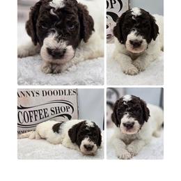 Latte - Parti female Goldendoodle puppy in Summerville, South Carolina from Channys Doodles