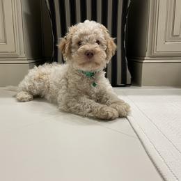 Lagotto Romagnolo Puppies from Northwest Lagotto