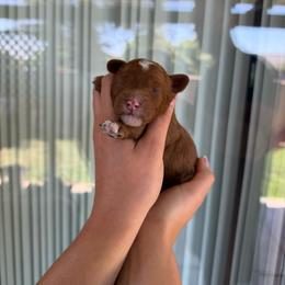 Male 1 - Red  male Poodle puppy in Modesto, California from Oso’s Red Toy, Mini, & Standard Poodles