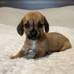 Shaded girl - Sable female Dachshund puppy in Defuniak Springs, Florida from Anastasia Knight's Cocker Spaniels
