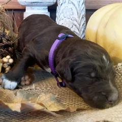 Bordoodle Puppies from Nighthawk Bordoodles