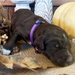 Bordoodle Puppies from Nighthawk Bordoodles