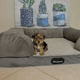 Morkie Puppies from Smart Farms