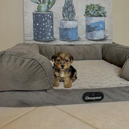 Morkie Puppies from Smart Farms