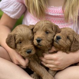Goldendoodle Puppies from JD GoldenDoodles