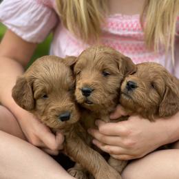 Goldendoodle Puppies from JD GoldenDoodles