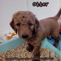 Otter - Apricot male Goldendoodle puppy in Santa Cruz, California from Lu Doodles