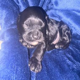 Lake - Black male Cavapoo puppy in El Sobrante, California from Mckendra's Legacy